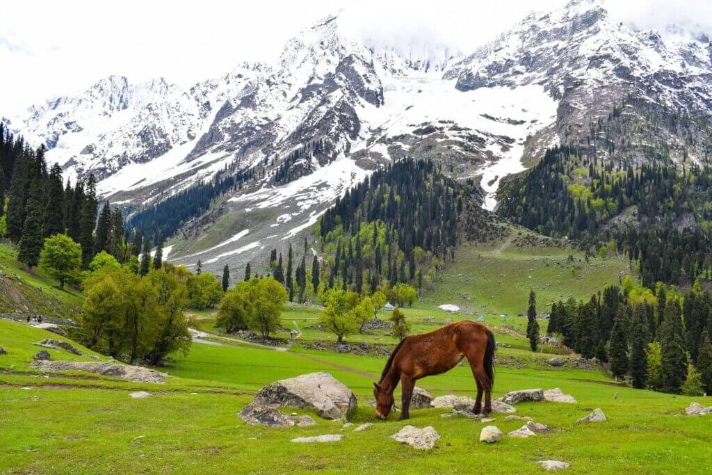 Must Visit Places In Kashmir | Top Sights in Jammu and Kashmir