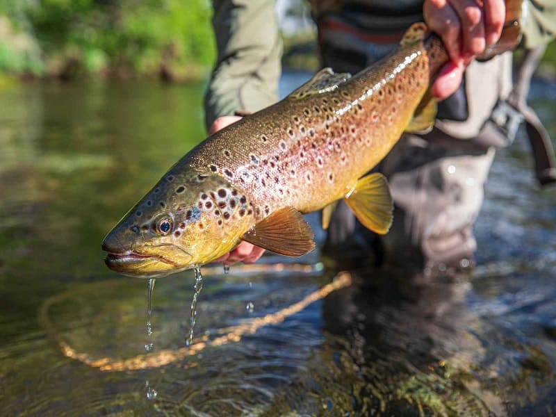 Trout Fishing in Srinagar Kashmir